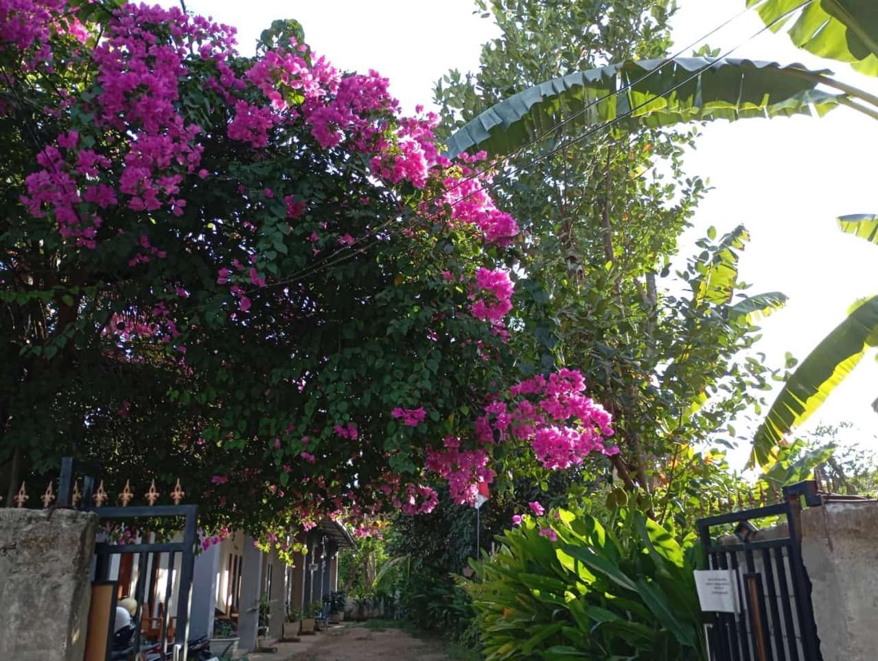 Wl Guesthouse ลาบวนบาโจ ภายนอก รูปภาพ